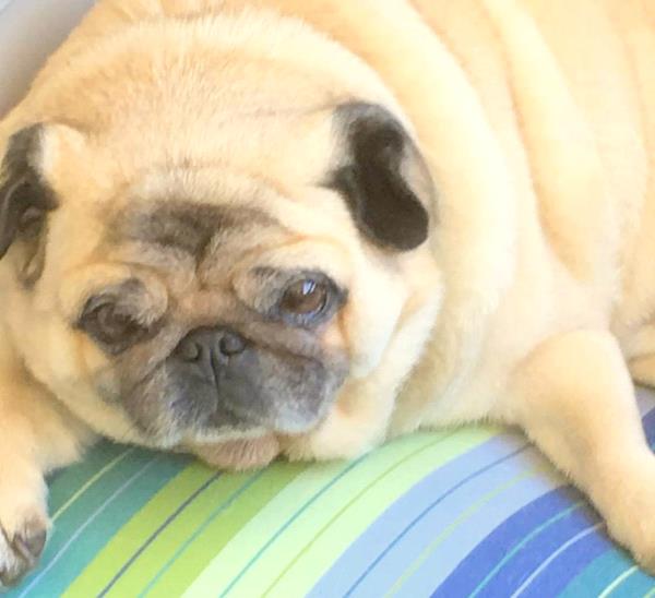/images/uploads/pug nation rescue of los angeles/2018pugnation/entries/6075thumb.jpg